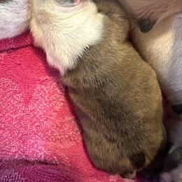 Female bulldog puppy - Fawn and white female Bulldog puppy in Fleetwood, Pennsylvania from D and D Bulldogs