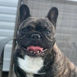French Bulldogs from OG’s Frenchies