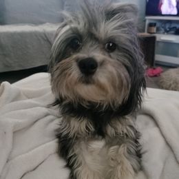 Islay - Havanese