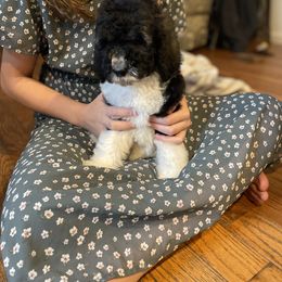 Poodle Puppies from SP standard Poodles
