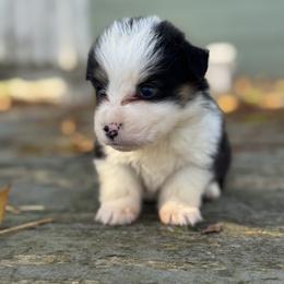 Duke (fluffy) - Black and tan male Pembroke Welsh Corgi puppy in East Oakdale, California from Rhettro Kennels