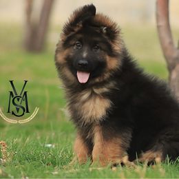Ray - Black and red female German Shepherd puppy in Herriman, Utah from VMS Shepherds
