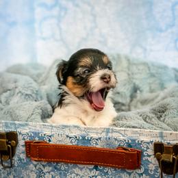 Havanese Puppies from Cielo Havanese