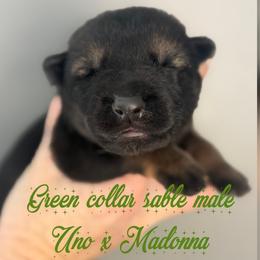 Green Collar - Sable male German Shepherd puppy in Canterbury, Connecticut from Nachtwaechter German Shepherds, LLC