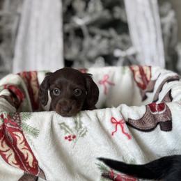 Dachshund Puppies from Doodle Bugs Doxies
