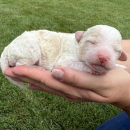 Dolly - Parti female Labradoodle puppy in St George, Utah from Terra's Swann's Kennels
