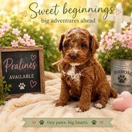 Pralines - Red female Cavapoo puppy in South Jordan, Utah from Diamond Companions