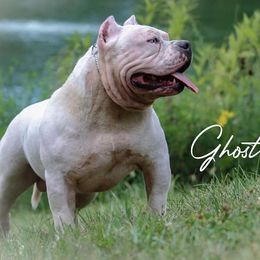 American Bullies from Get It Right Bullyz