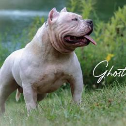 American Bullies from Get It Right Bullyz