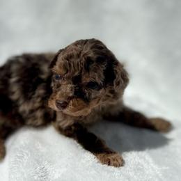 Dolly - Merle female Cavapoo puppy in Austin, Texas from Doodles of Central Texas