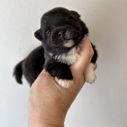 Murano - Black female Pomeranian puppy in Inola, Oklahoma from My Bella’s Pomeranians