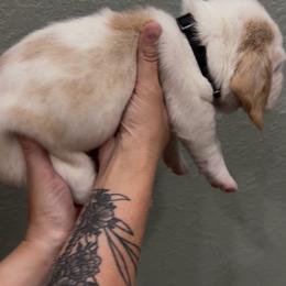 Fred - Lemon and white male Basset Hound puppy in Gulf Breeze, Florida from Breeze Basset Hounds