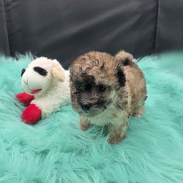 Girl 2 - White and cream female Bichon Frise puppy in Selma, North Carolina from Havenkennels