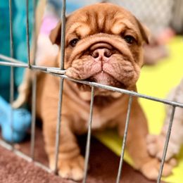 Boy 3 - Fawn and white male Bulldog puppy in Norco, California from Alizah Bulldogs