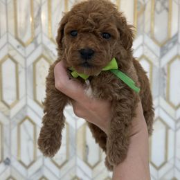 Green boy - Red  male Poodle puppy in Waskom, Texas from Pearls & Curls doodles & poodles