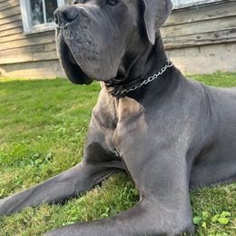 Great Dane Puppies from BkB’s House of Danes