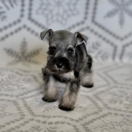 Lil Peppy - Salt and pepper male Miniature Schnauzer puppy in Snowflake / Phoenix, Arizona from Snowflake Schnauzers