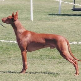 Sonic - Pharaoh Hound