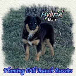 Hybrid - Black tri male Miniature Australian Shepherd puppy in Forestburg, Texas from Flaming Dill Ranch Aussies