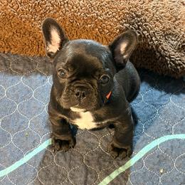 Rupert - Brindle and white male French Bulldog puppy in Neenah, Wisconsin from Mimosa Acres French Bulldogs LLC