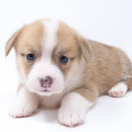 Maine - Red male Pembroke Welsh Corgi puppy in Sacramento, California from Limitless Huskies