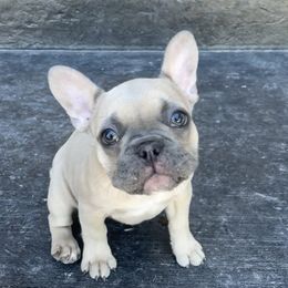 French Bulldog Puppies from Blue Lotus Frenchies