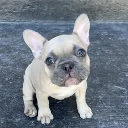French Bulldog Puppies from Blue Lotus Frenchies