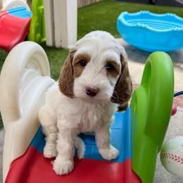 Asiago - Cream male Australian Labradoodle puppy in Orange, California from Little Kingdom Doodles