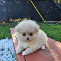 Ghost - Cream parti male Pomeranian puppy in West Sacramento, California from Northern Cali Pomskies