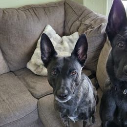 Dutch Shepherds from Heartland Kennels