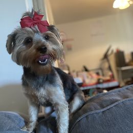 Piper - Yorkshire Terrier