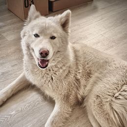 Puff - Siberian Husky