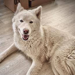 Puff - Siberian Husky