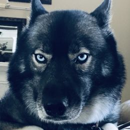Luna - Siberian Husky