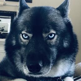 Luna - Siberian Husky