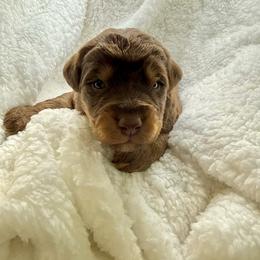 Rocky - Chocolate male Assorted Doodle Crosses puppy in Waco, Georgia from Huff Family Doxies & Doodles