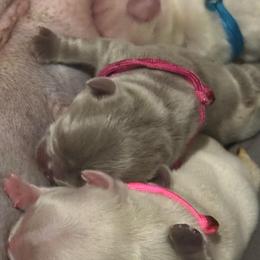Magenta Collar - Liver female French Bulldog puppy in Hodges, South Carolina from Southern Standard Bulldogs