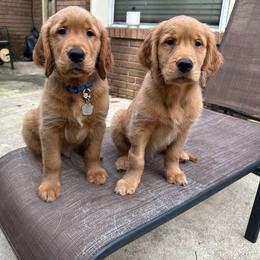 Golden Retriever Puppies from River City Goldens