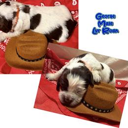 George - Liver white and roan male English Springer Spaniel puppy in Madison, Indiana from McCollough's Pawsome Spaniels and Danny's Delightful Dachshunds