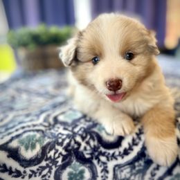 Miniature American Shepherd Puppies from 3 Barrels Kennel