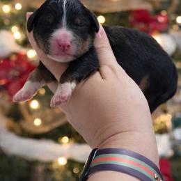 Dustin - Tri-color male Bernedoodle puppy in Kilgore, Texas from Furry Tail Doodles