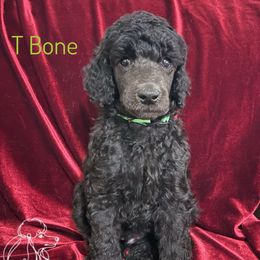 T Bone - Blue male Poodle puppy in Arlington, Tennessee from Golden Hour