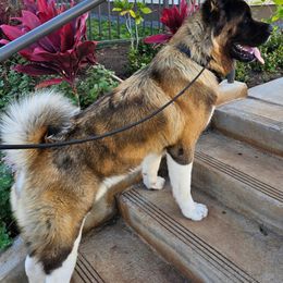 Akita from Red Haze Akitas