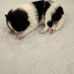 Dallas - Black parti male Pomeranian puppy in Dillon, Montana from Medicine Lodge Poms LLC