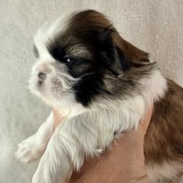 Sophia Loren - Gold and white female Shih Tzu puppy in Winston Salem, North Carolina from Little Miracles Shih Tzu