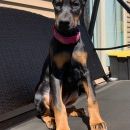 Doberman Pinscher Puppies from JM Dobermans