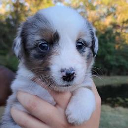 Teeny - Blue merle female Australian Shepherd puppy in Robertsdale, Alabama from Persimmon Creek Farm