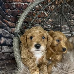 Funny Fredy - Parti male Goldendoodle puppy in Corona, California from SoCalFamilyFrenchies, Doodles and more