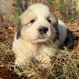 Puppy ID 1018254 - White and badger male Great Pyrenees puppy in Leicester, North Carolina from Randall Glen Pyrenees