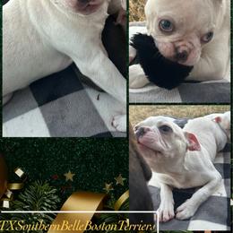 Noah - Lilac male Boston Terrier puppy in Brazos Point, Texas from TX Southern Belle Bostons